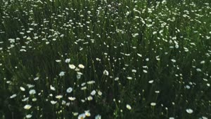   Stock Footage White Wildflowers Covering A Field Live Wallpaper