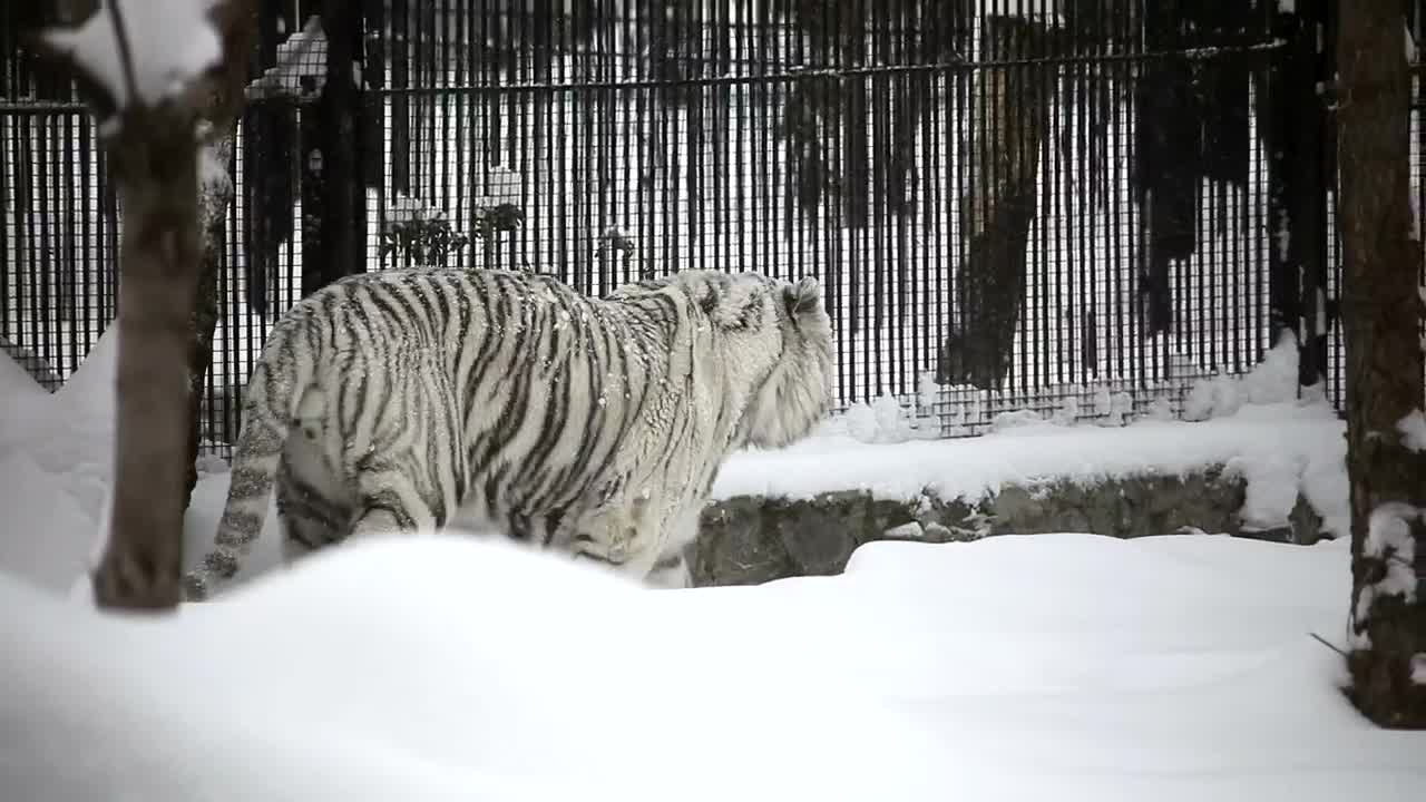 Download   Stock Footage White Tiger Walking In The Snow Live Wallpaper