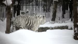   Stock Footage White Tiger Walking In The Snow Live Wallpaper