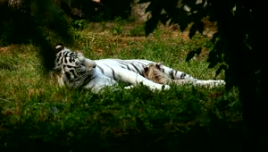   Stock Footage White Tiger Resting In Nature Live Wallpaper