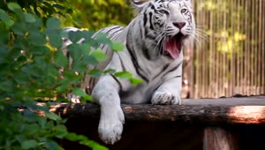   Stock Footage White Tiger Resting And Yawning Live Wallpaper
