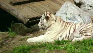   Stock Footage White Tiger Cub Resting On The Grass Live Wallpaper