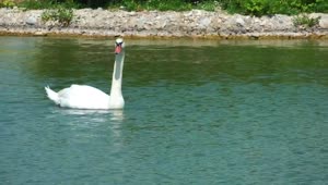   Stock Footage White Swan Swimming On A Lake Live Wallpaper