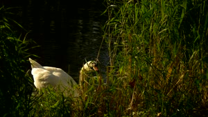   Stock Footage White Swan In The Lakeshore Live Wallpaper