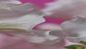   Stock Footage White Petals On A Pink Background Live Wallpaper