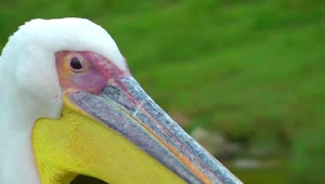   Stock Footage White Pelican Close Up Live Wallpaper