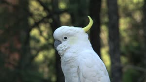  Stock Footage White Parrot In The Wild Live Wallpaper