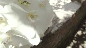   Stock Footage White Orchids In Detail On A Sunny Day Live Wallpaper