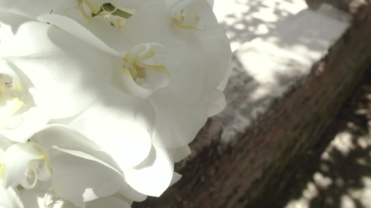 Download   Stock Footage White Orchids In Detail On A Sunny Day Live Wallpaper