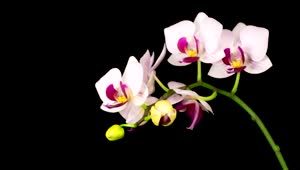   Stock Footage White Orchid On A Branch Opens Slowly Live Wallpaper