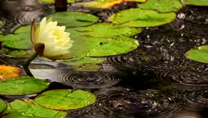   Stock Footage White Lotus Flower In A Pond With Floating Leaves Live Wallpaper