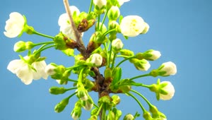   Stock Footage White Flowers On A Branch Blossoming Live Wallpaper