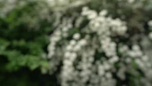   Stock Footage White Flowers Live Wallpaper