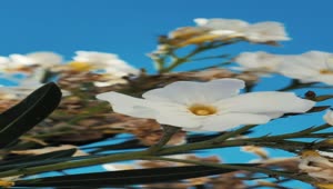   Stock Footage White Flowers In The Breeze Live Wallpaper