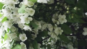   Stock Footage White Flowers Covering A Tree Live Wallpaper