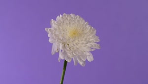   Stock Footage White Flower Live Wallpaper