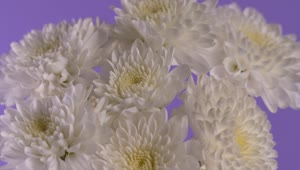   Stock Footage White Flower Bouquet Live Wallpaper