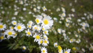   Stock Footage White Daisy Flower Field In The Meadow Live Wallpaper