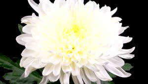   Stock Footage White Chrysanthemum Flower Opening Live Wallpaper