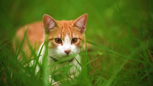   Stock Footage White Cat Lying Among The Grasses Seen Up Close Live Wallpaper