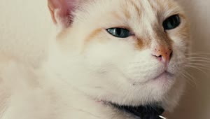   Stock Footage White Blue Eyed Cat Live Wallpaper