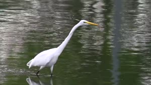  Stock Footage White Bird Walking Through A Lake Live Wallpaper