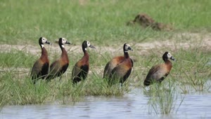   Stock Footage Whistling Ducks Around A Lake Live Wallpaper