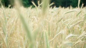   Stock Footage Wheat Waving Gently In Slow Motion Live Wallpaper