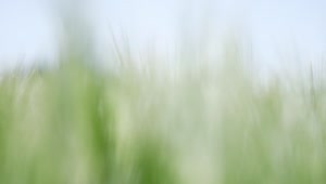   Stock Footage Wheat Plants Blowing In The Wind Live Wallpaper