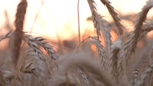   Stock Footage Wheat Crops In The Sunset Live Wallpaper