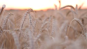   Stock Footage Wheat Crops Close Up Live Wallpaper
