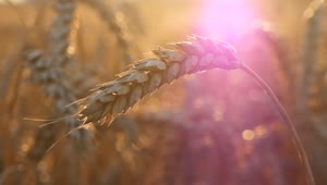   Stock Footage Wheat Crop Close Up Live Wallpaper
