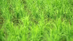   Stock Footage Wetlands Full Of Grass Live Wallpaper