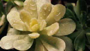   Stock Footage Wet White Succulent Close Up Live Wallpaper