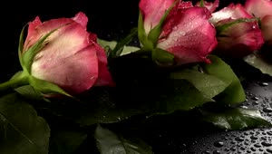   Stock Footage Wet Pink Roses Live Wallpaper