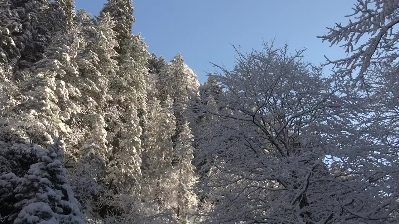 Download   Stock Footage Waterfall In The Winter Forest Live Wallpaper
