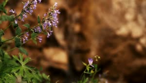   Stock Footage Water Running Down A Rock By Flowers Live Wallpaper