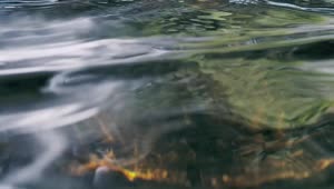   Stock Footage Water In A Creek Live Wallpaper