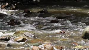   Stock Footage Water Flowing Over Rocks And Logs Live Wallpaper