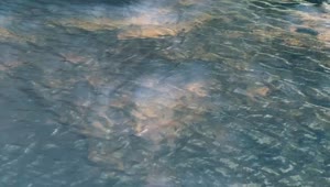   Stock Footage Water Flowing In A River Live Wallpaper