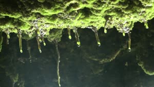   Stock Footage Water Drops Falling On A Cave Close Up Live Wallpaper