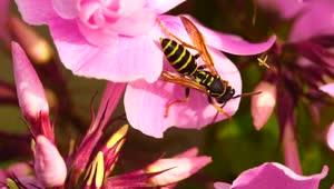   Stock Footage Wasp Standin On A Pink Petal Live Wallpaper