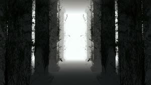   Stock Footage Walking Through A Forest With Virtual Fog D Loop Live Wallpaper