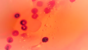   Stock Footage Viruses In Bloodstream Live Wallpaper