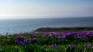   Stock Footage Violet Flowers On The Meadow By The Ocean Live Wallpaper