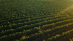   Stock Footage Vineyard In Late Summer Live Wallpaper