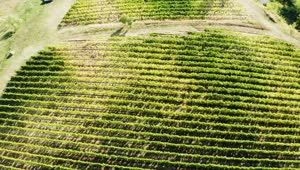   Stock Footage Vineyard Fields From Above Live Wallpaper
