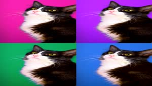   Stock Footage Video Of A Cat Played Four Times With Different Colored Live Wallpaper