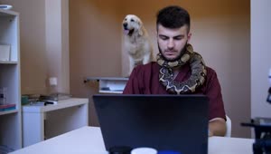   Stock Footage Vet Working While Holding A Snake Live Wallpaper