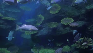   Stock Footage Using A Tablet To Photograph Fish Live Wallpaper